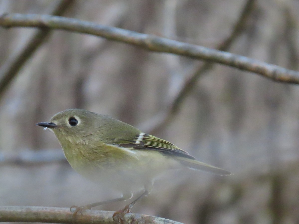 Ruby-crowned Kinglet - ML642884824
