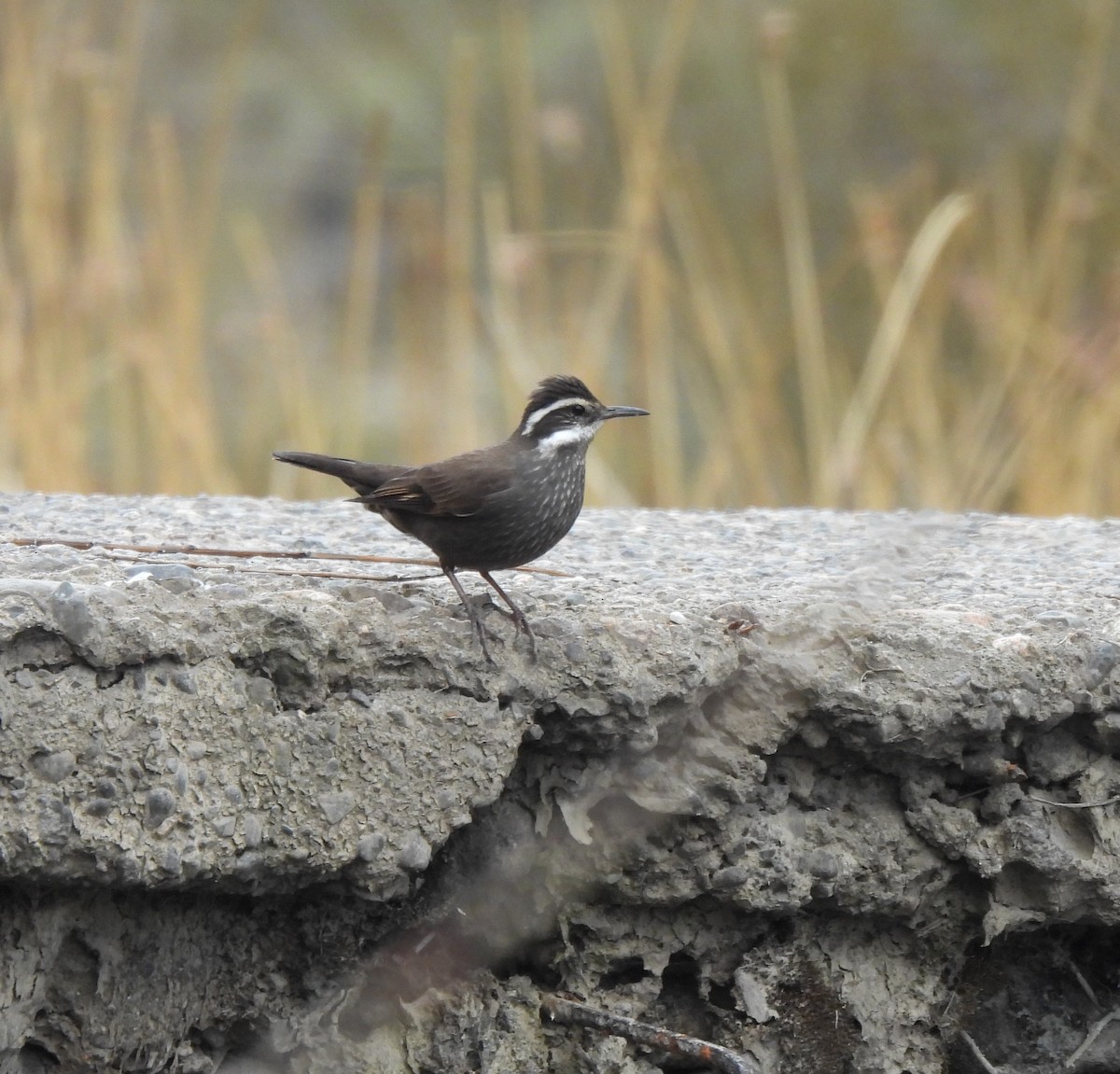 Dark-bellied Cinclodes - ML642884829
