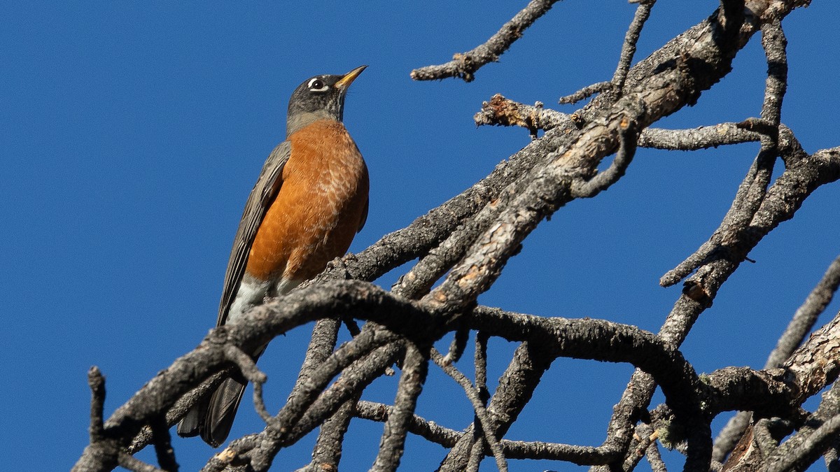 American Robin - ML642884832