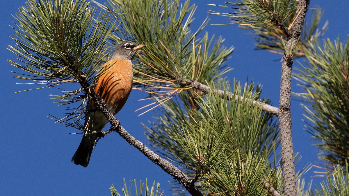 American Robin - ML642884833