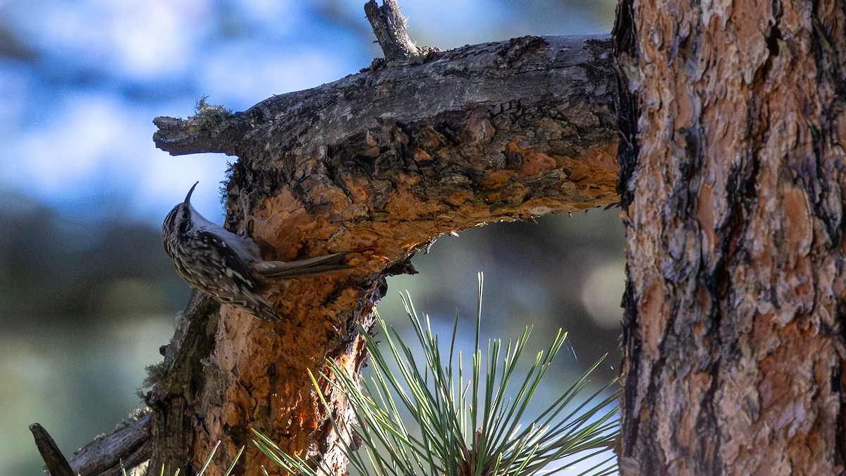 Brown Creeper - ML642884842