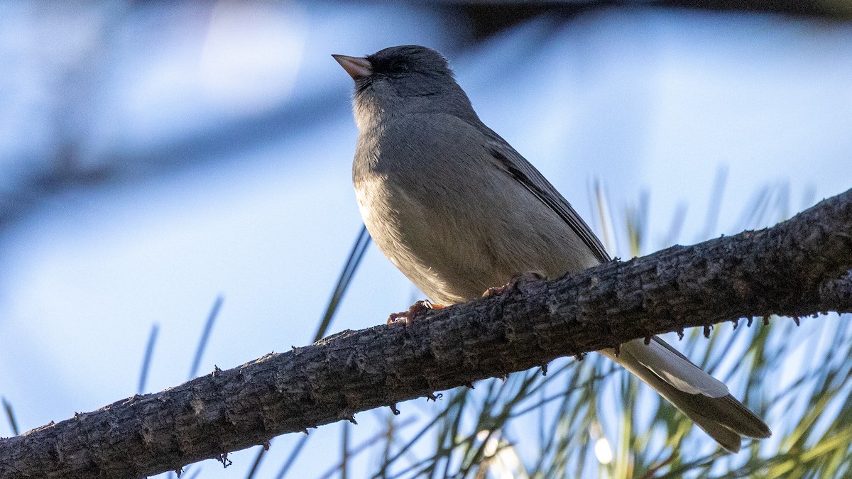 Dark-eyed Junco (Gray-headed) - ML642884845