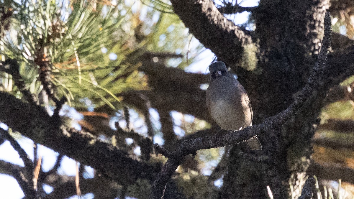 Dark-eyed Junco (Pink-sided) - ML642884857