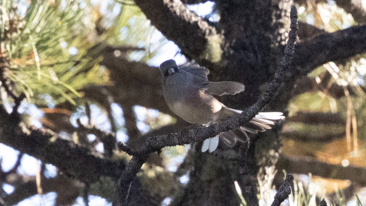 Dark-eyed Junco (Pink-sided) - ML642884858