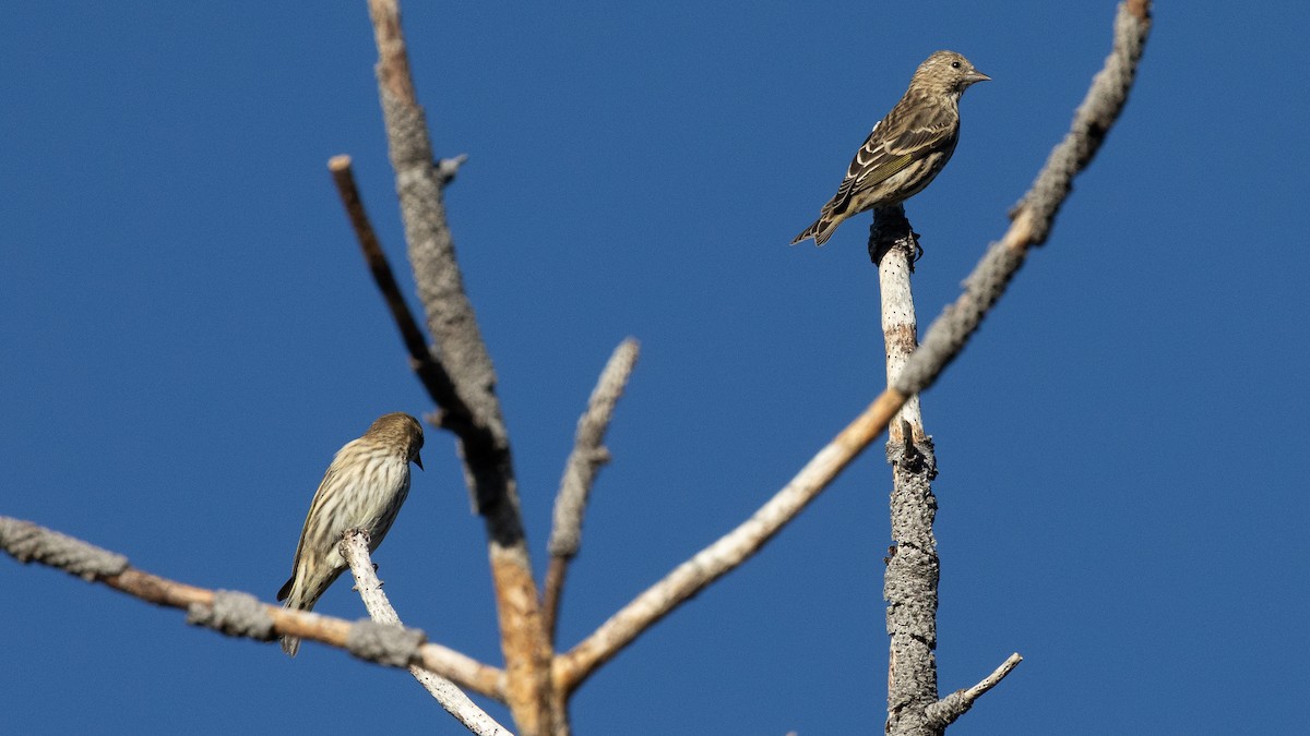 Pine Siskin - ML642884862