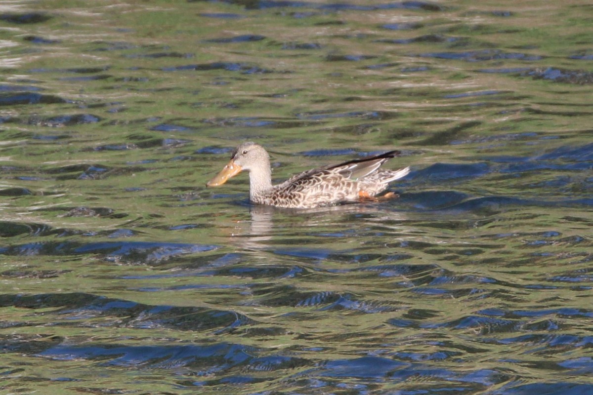 Халбага нугас - ML642884879