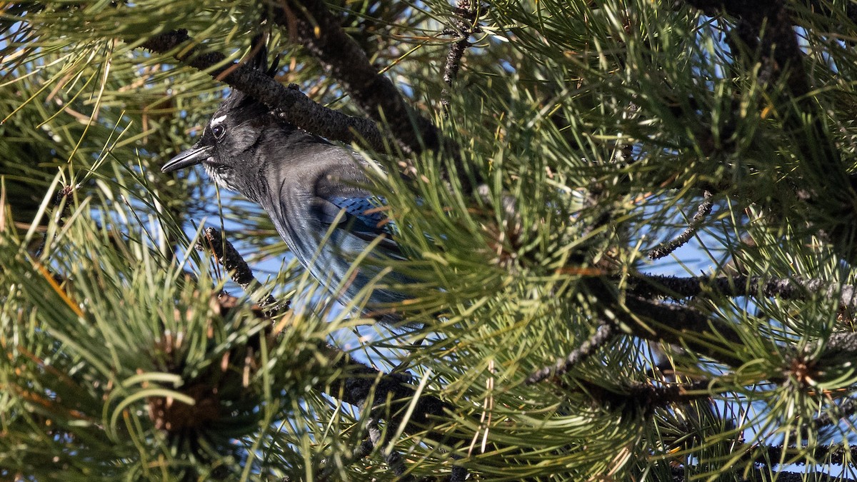 Steller's Jay (Southwest Interior) - ML642884883