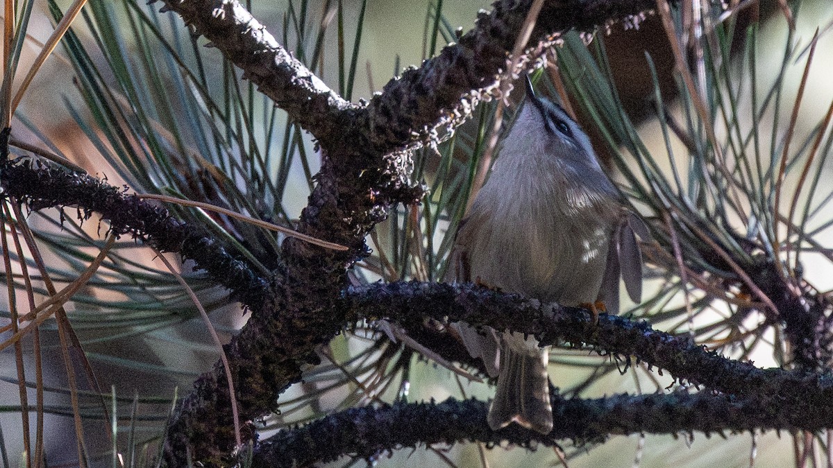 Golden-crowned Kinglet - ML642884887