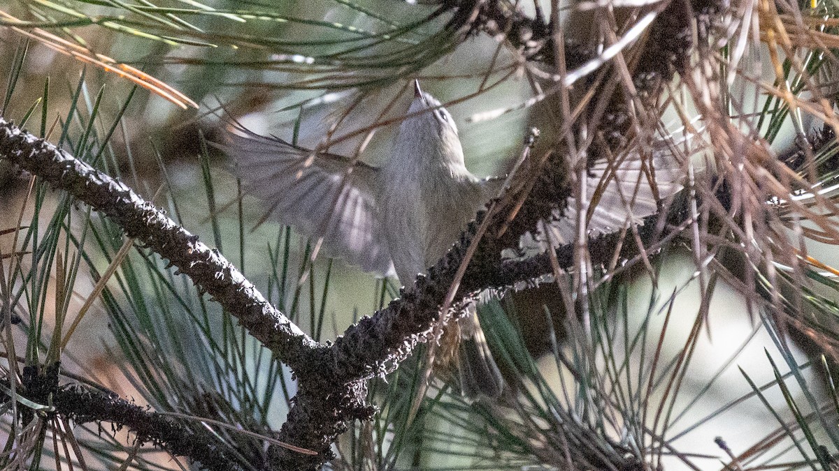 Golden-crowned Kinglet - ML642884888