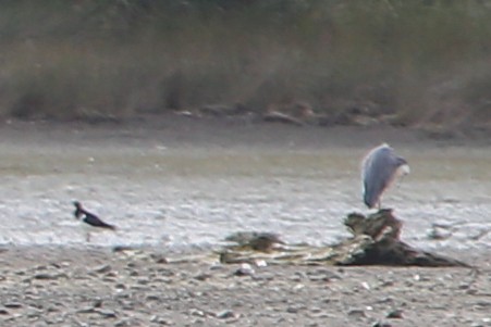 White-faced Heron - ML642884903