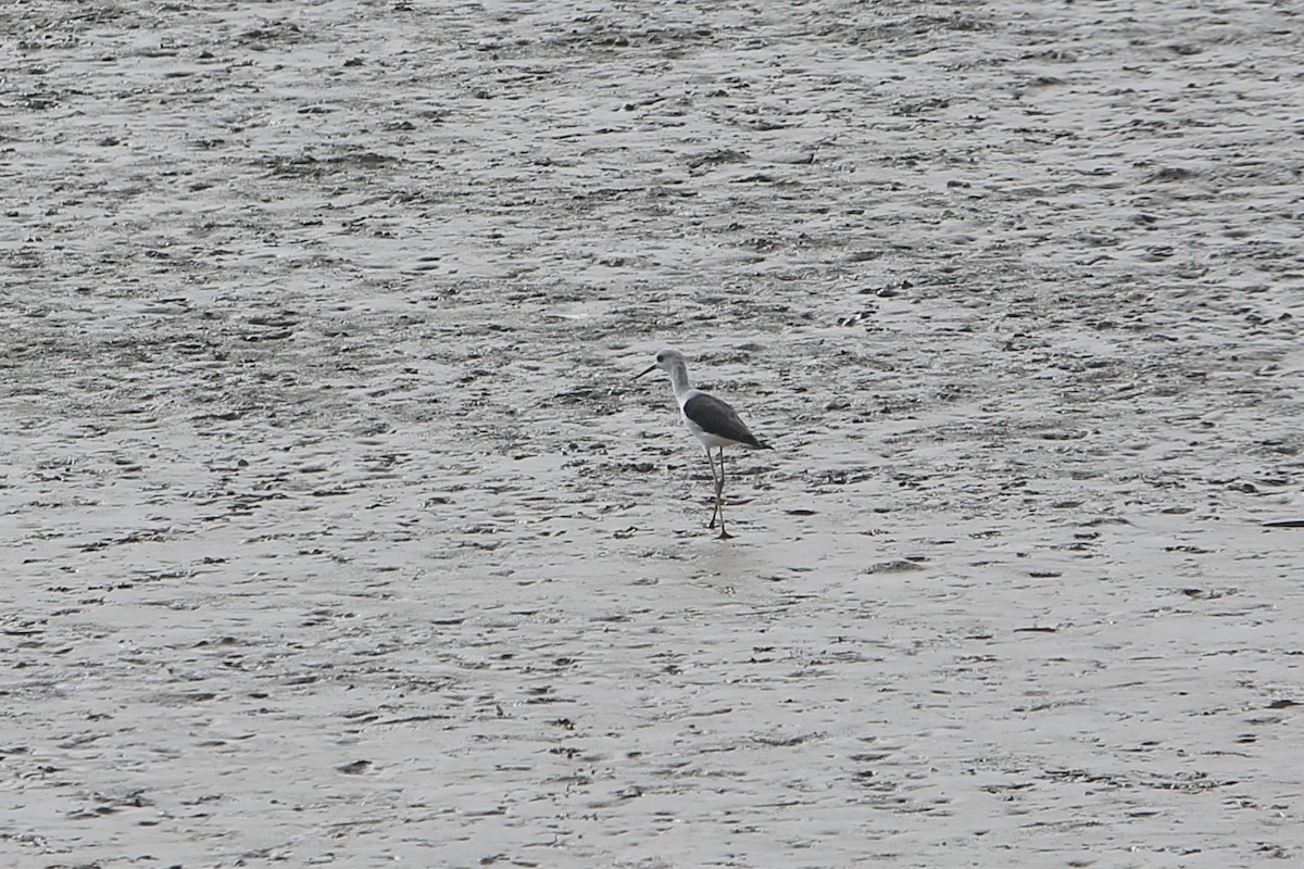 Pied Stilt - ML642884905