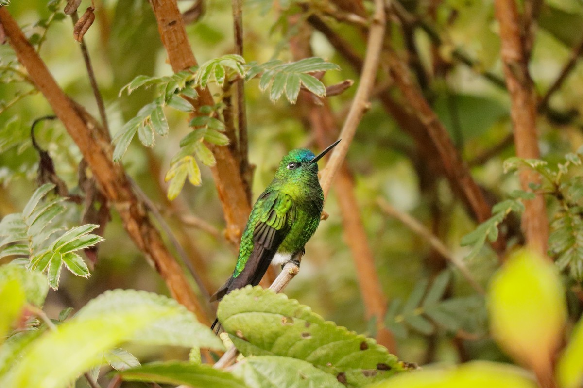 Sapphire-vented Puffleg - ML642884907