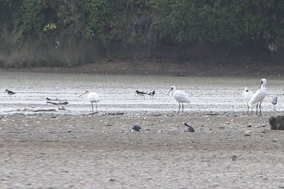 South Island Oystercatcher - ML642884909
