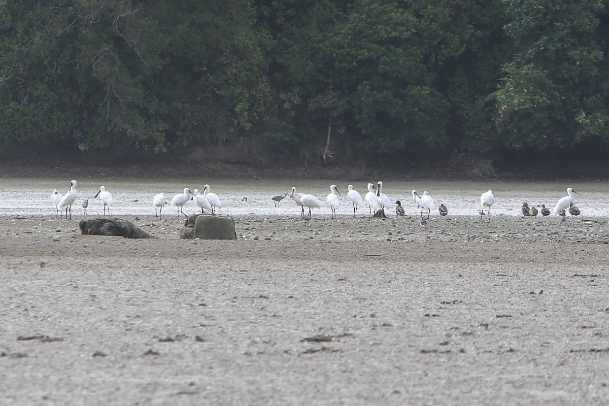Royal Spoonbill - ML642884914