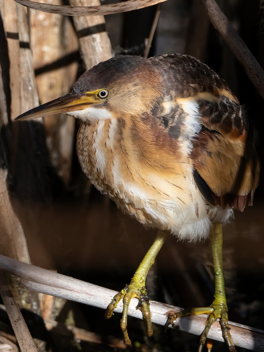 Least Bittern - ML642884915