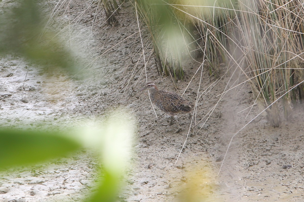 Buff-banded Rail - ML642884921