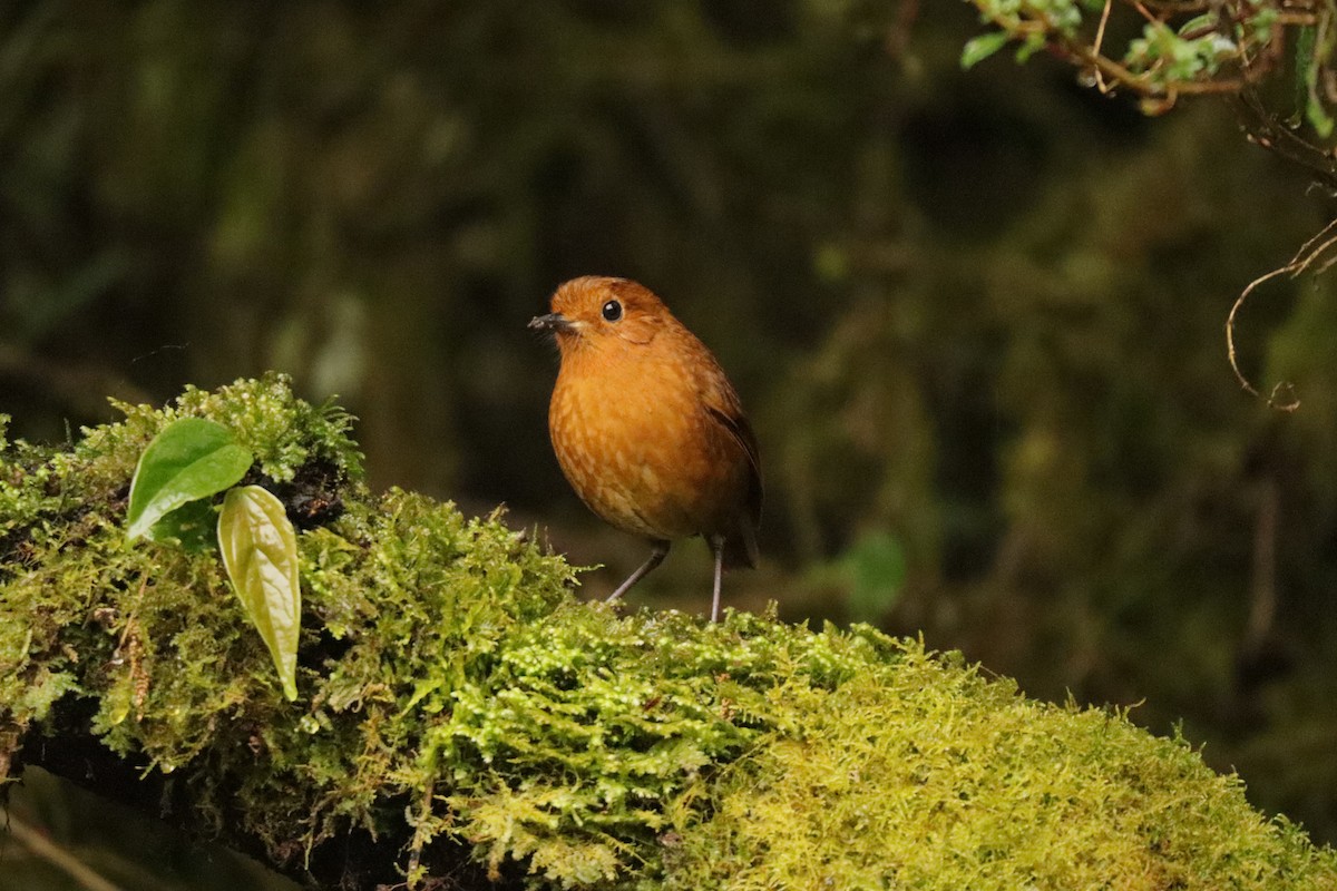 Equatorial Antpitta - ML642884955