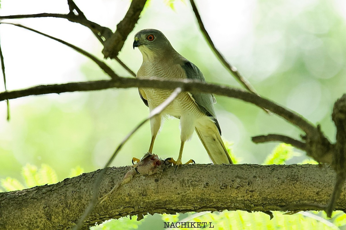 Shikra - ML642884960