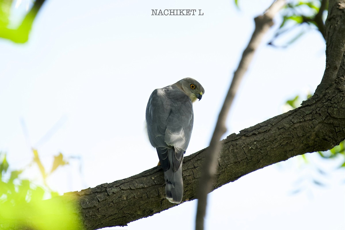 Shikra - ML642884961