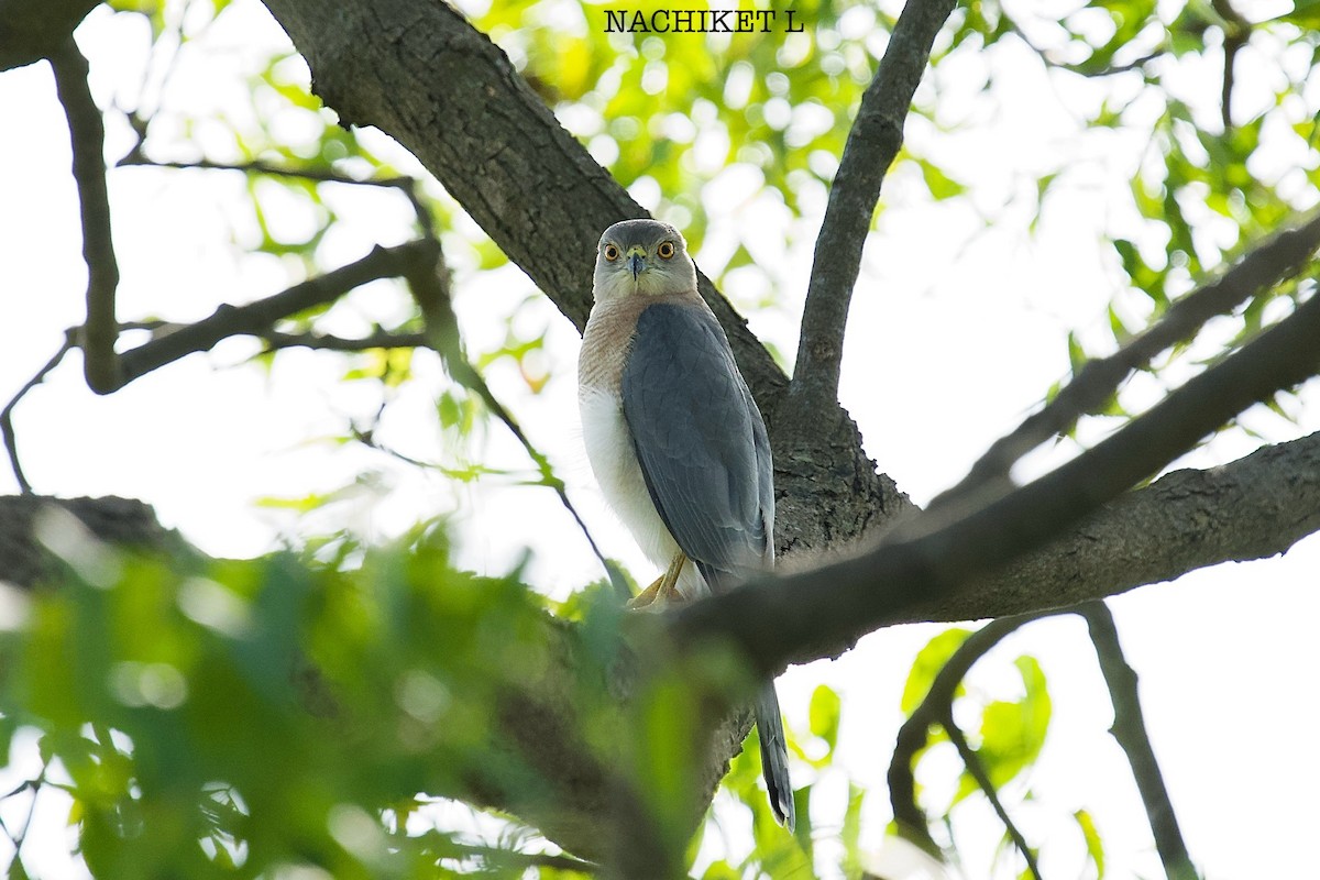 Shikra - ML642884962