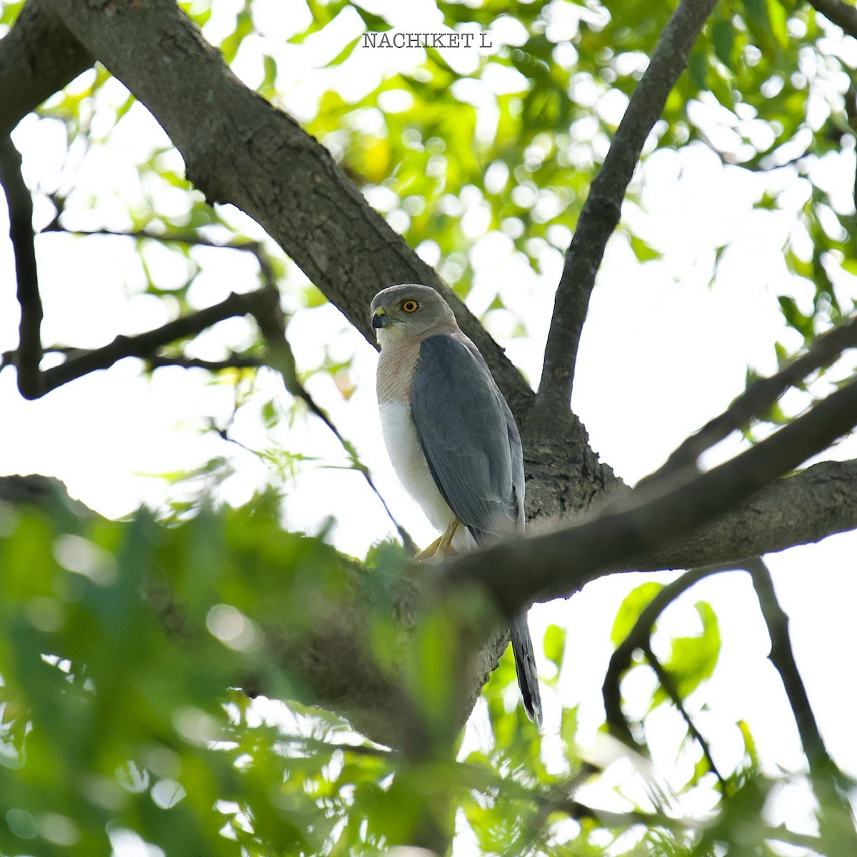 Shikra - ML642884963