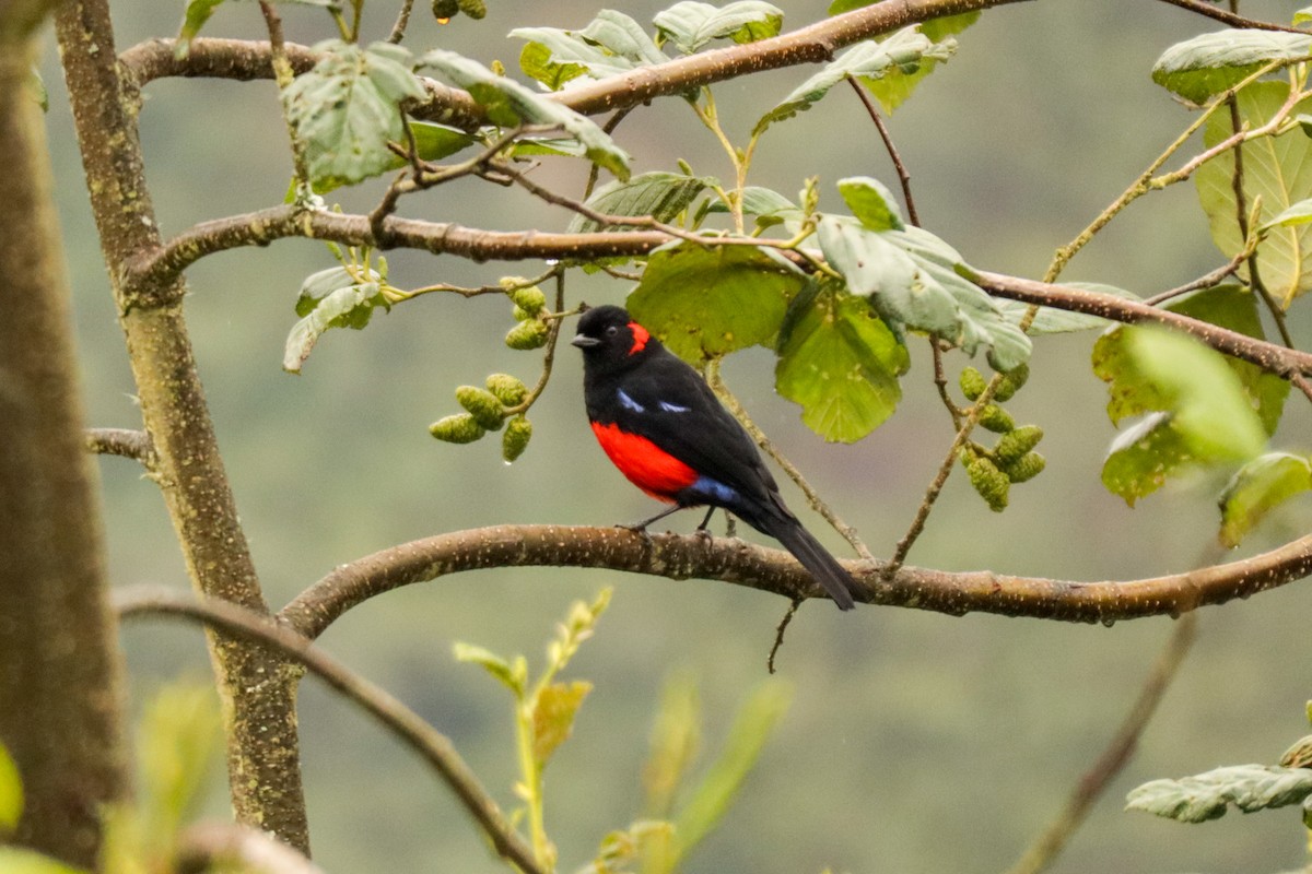 Scarlet-bellied Mountain Tanager - ML642884968