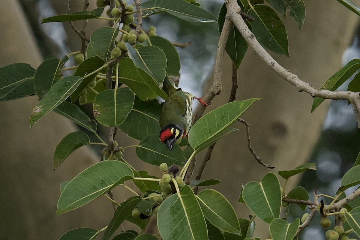 Coppersmith Barbet - ML642884971