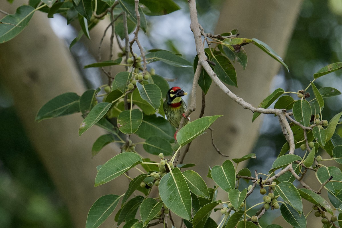 Coppersmith Barbet - ML642884972