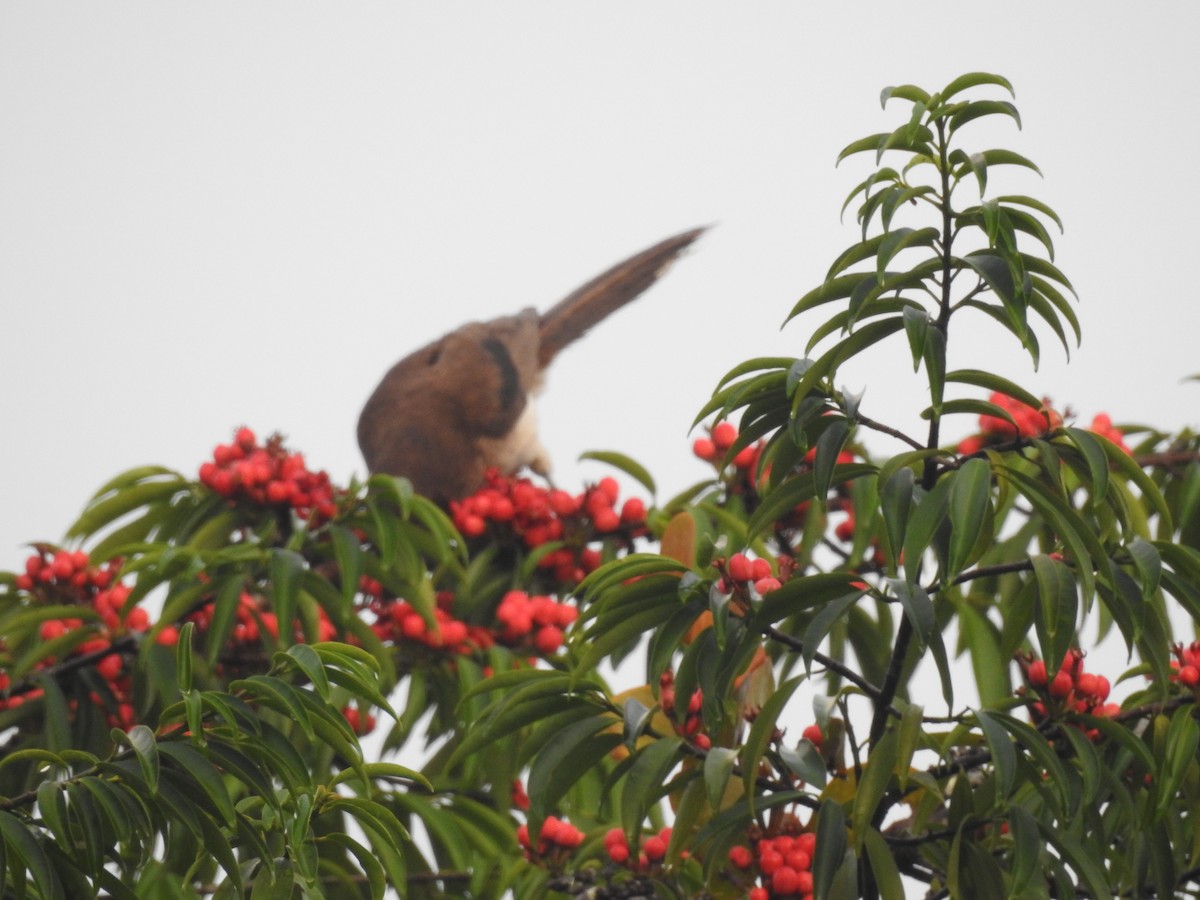 Brown Jay - ML642884973