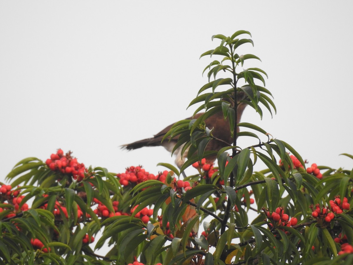 Brown Jay - ML642884974