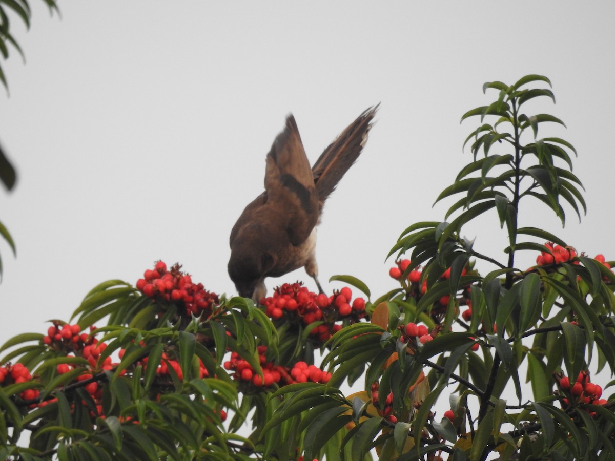 Brown Jay - ML642884976