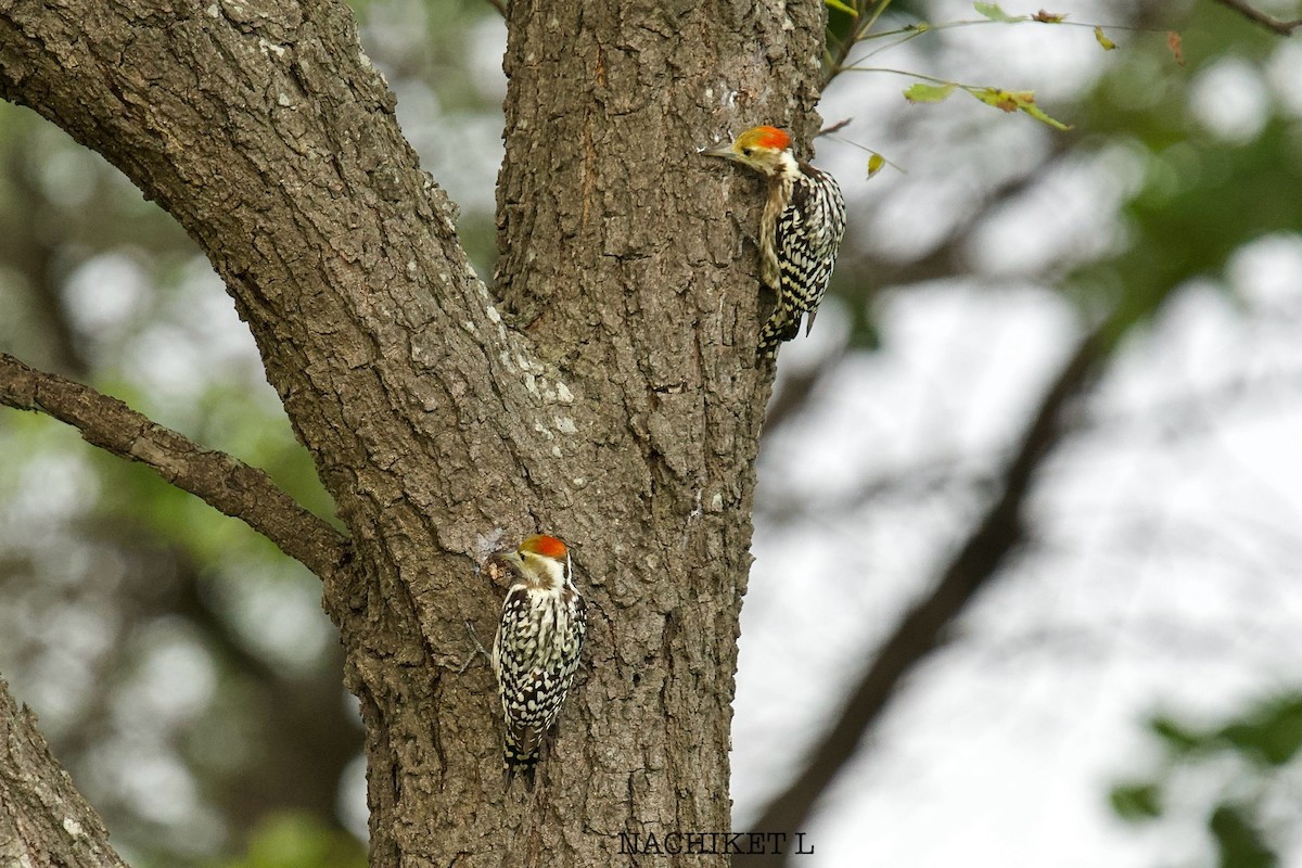 Yellow-crowned Woodpecker - ML642884977