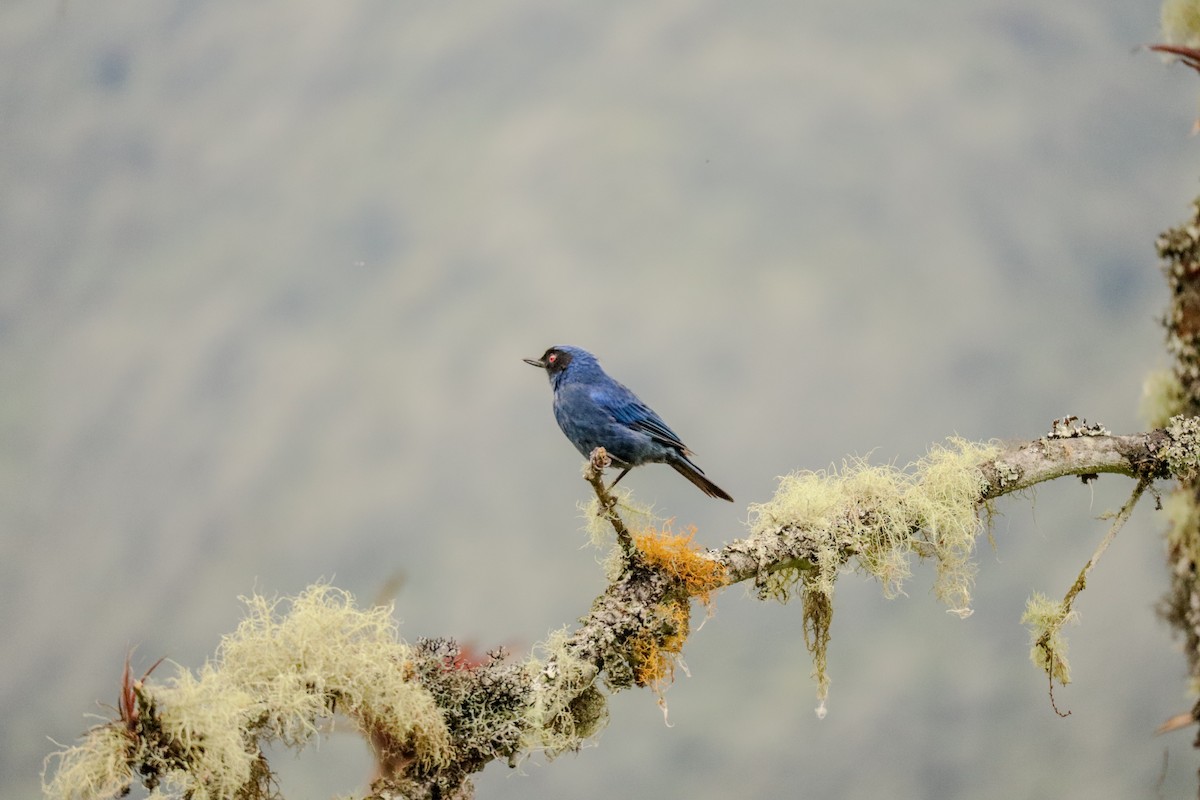 Masked Flowerpiercer - ML642884982