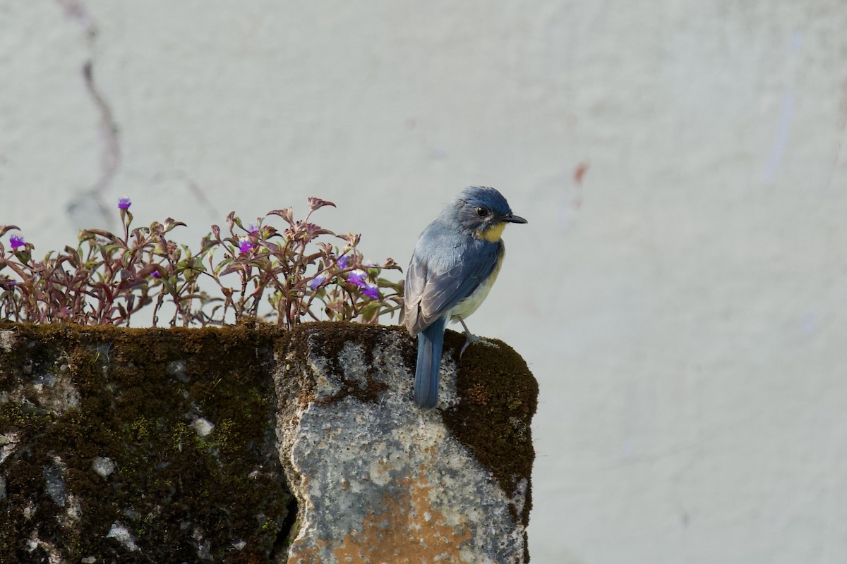 Tickell's Blue Flycatcher - ML642884985