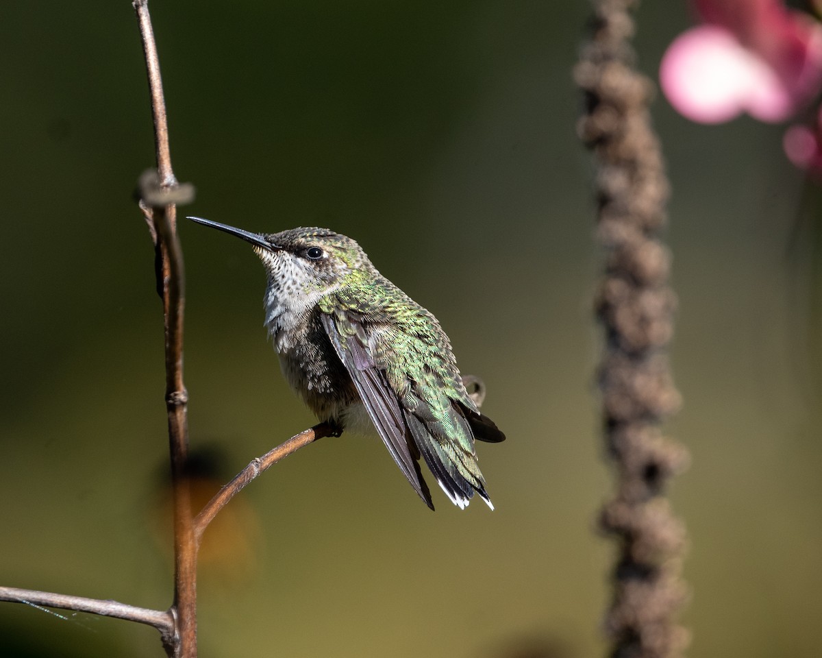 Ruby-throated Hummingbird - ML642884987