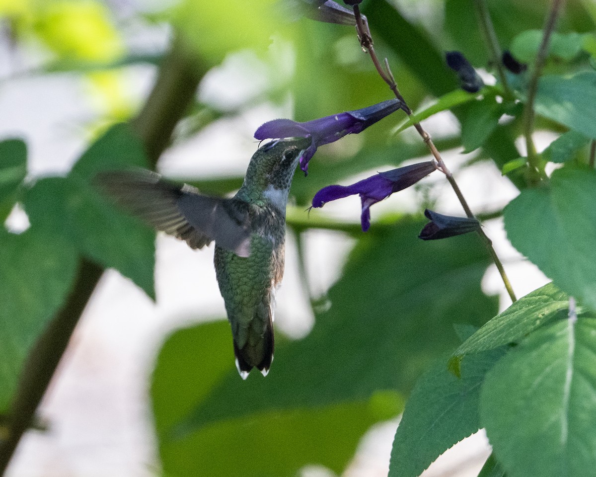 Ruby-throated Hummingbird - ML642884988
