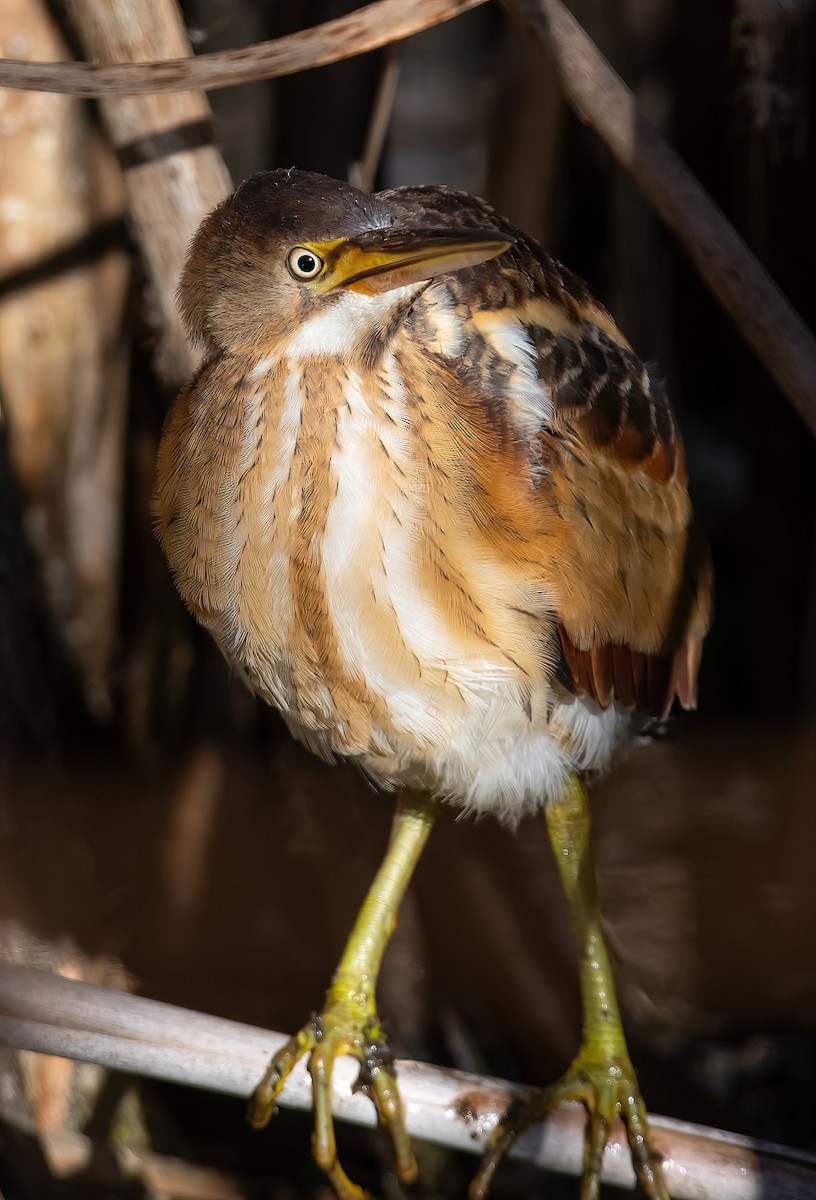 Least Bittern - ML642884991