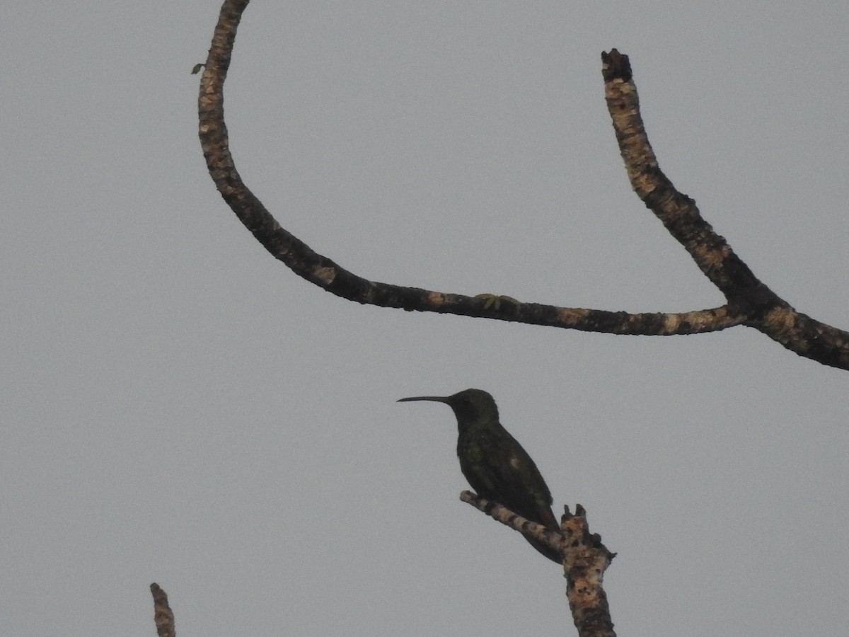 Green-breasted Mango - ML642884998