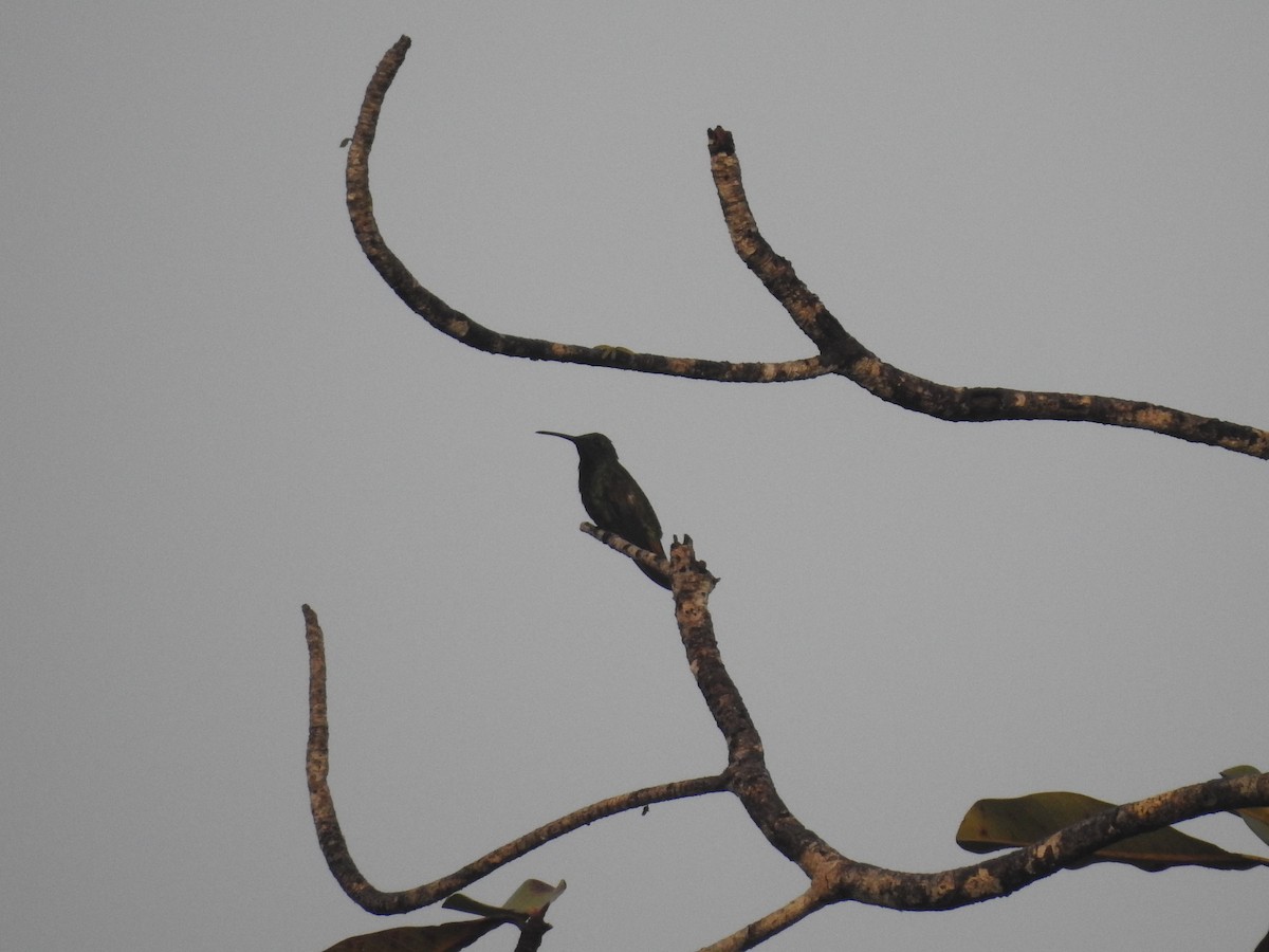 Green-breasted Mango - ML642884999