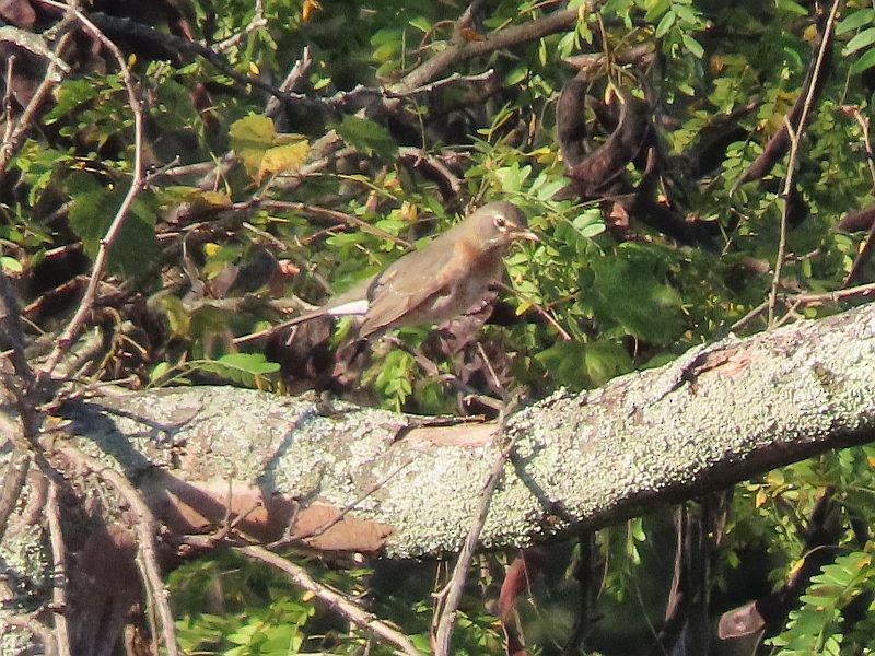 American Robin - ML642885004