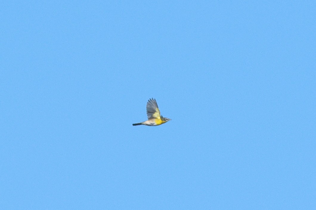 Yellow-breasted Chat - ML642885041