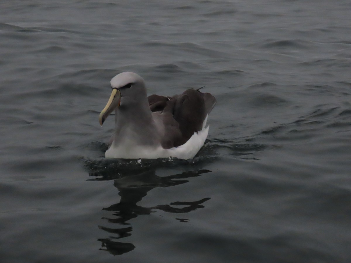 Salvinalbatros - ML642885049