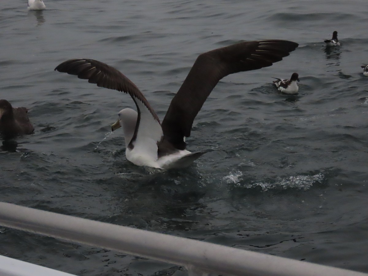 Salvinalbatros - ML642885050