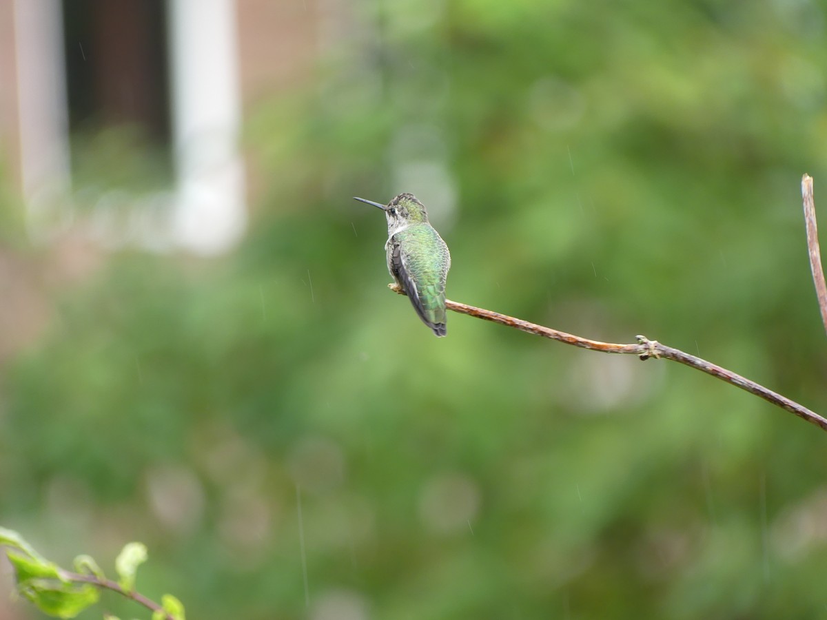 Anna's Hummingbird - ML642885064