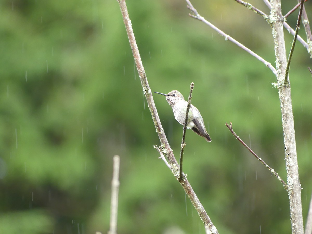 Anna's Hummingbird - ML642885065