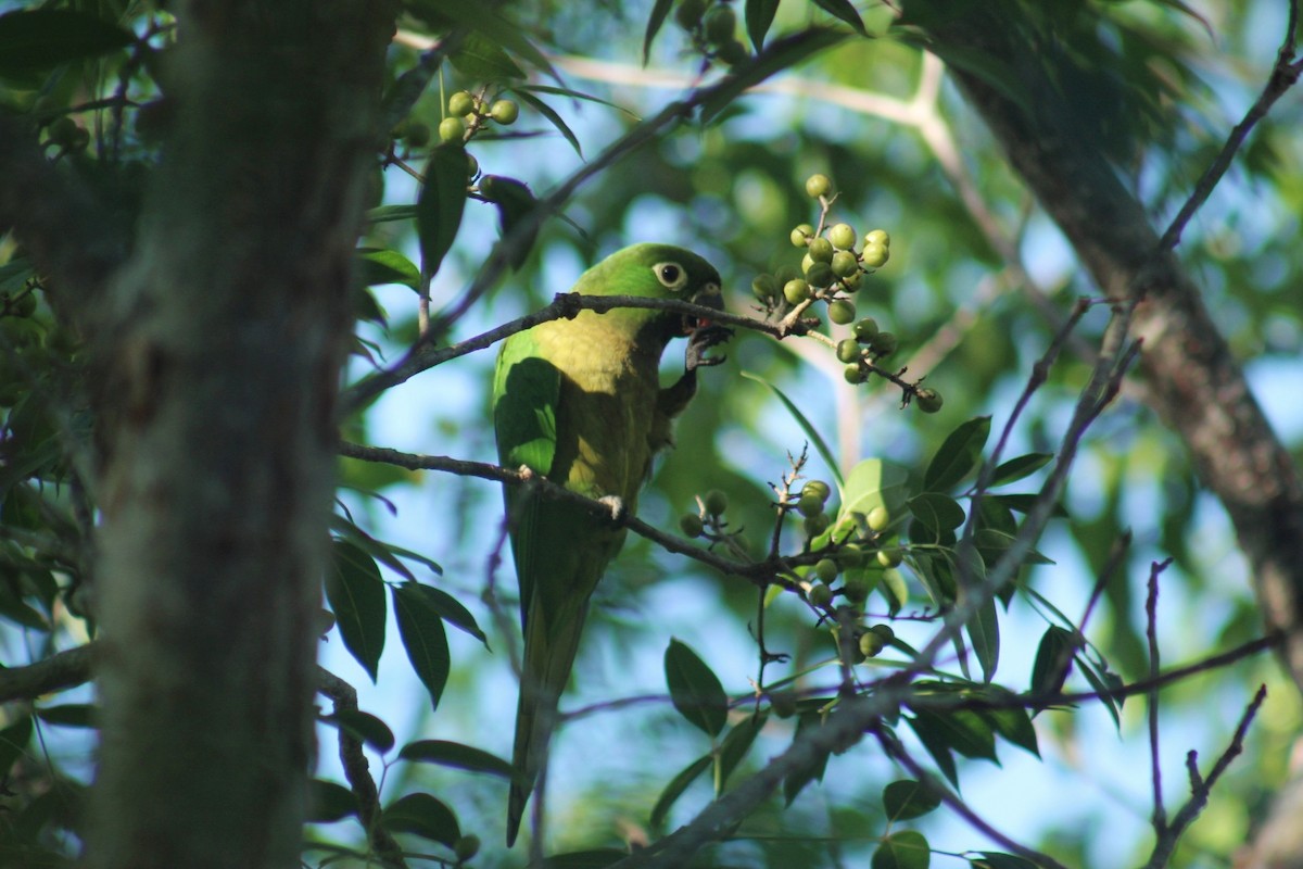 Olive-throated Parakeet - ML642885077