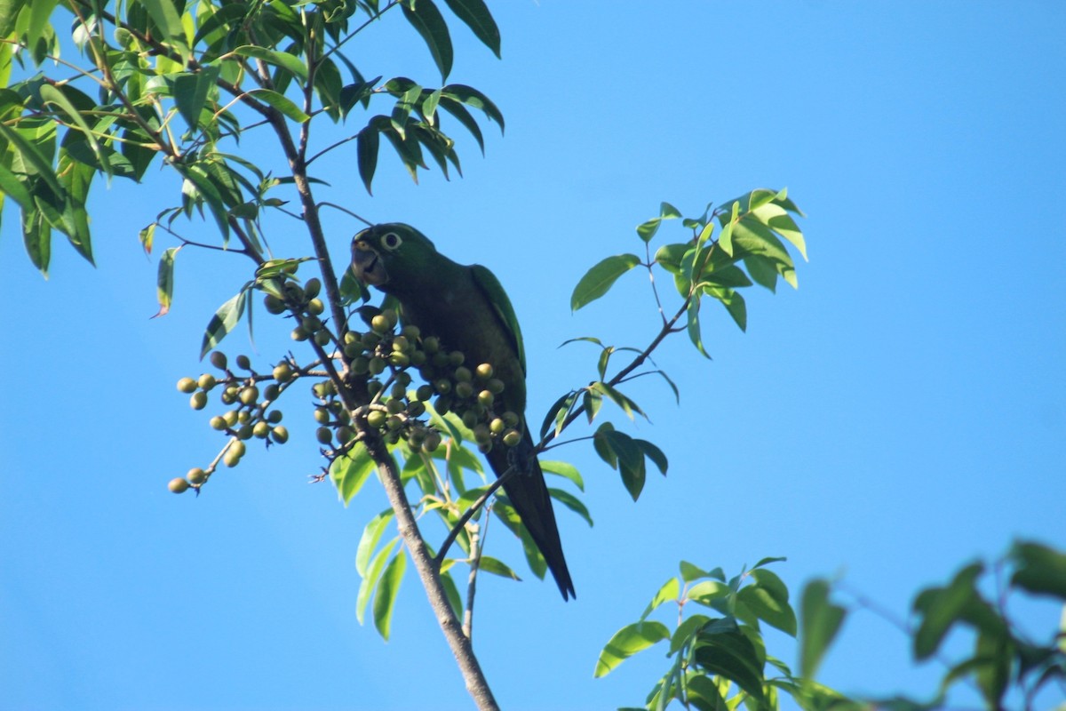 Olive-throated Parakeet - ML642885078
