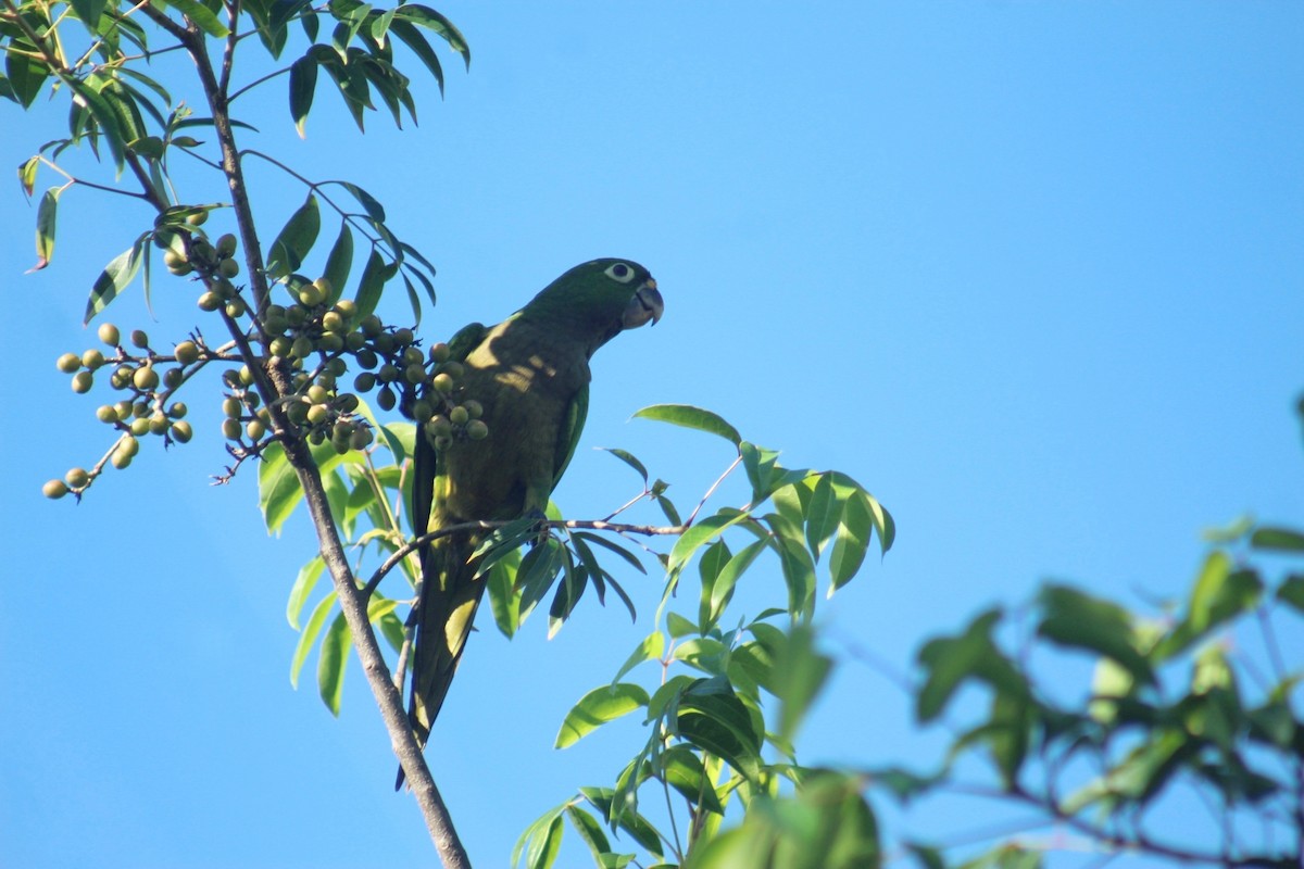 Olive-throated Parakeet - ML642885079
