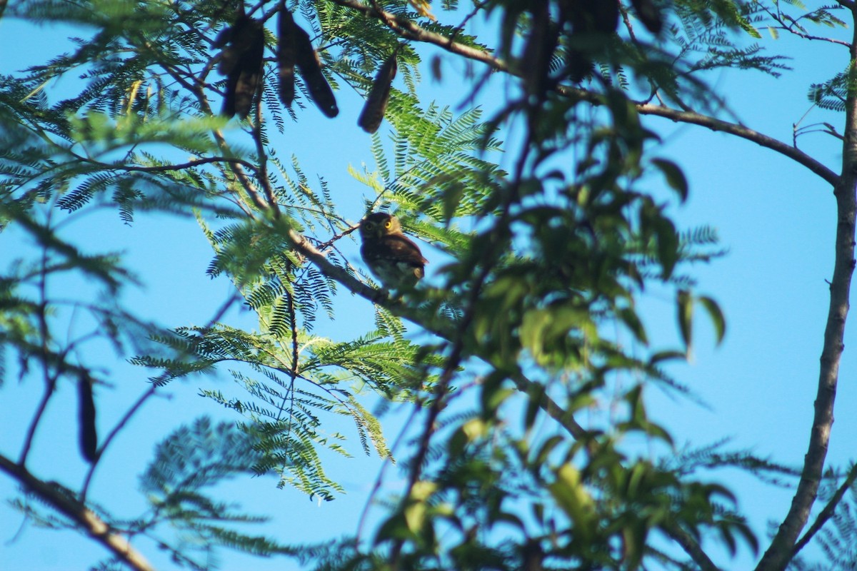 Ferruginous Pygmy-Owl - ML642885084