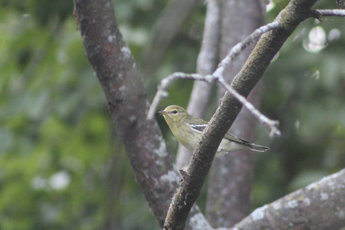 Blackpoll Warbler - ML642885088